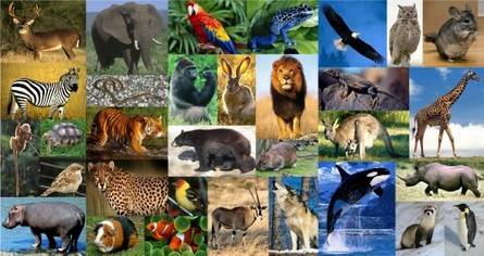 400 Nama  Nama  Hewan  Binatang  di Dunia Terlengkap 