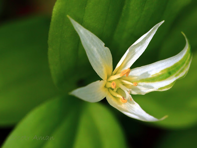 Disporum smilacinum