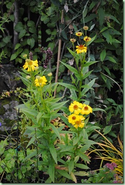 Helenium autumnale 'Early Gold'
