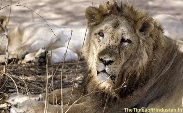 Rhino Poacher Killed By An Elephant And Then Swallowed By Lions