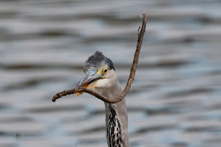 Grey Heron DFBridgeman