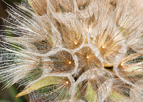 Seed head of goat's-beard, Tragopogon pratensis.  High Elms Country Park, 31 May 2011.