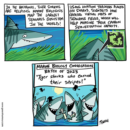 Green Humour: Tiger Sharks help Marine Biology