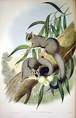 Drawing of two sugar gliders on a eucalyptus tree