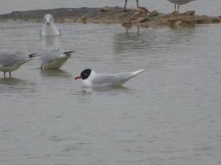 Adult Mediterranean Gull