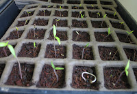 2009: 34 out of 36 tomato plants break through!