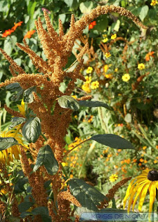 Amarante hypocondriaque - Amaranthe bronze - Amaranthus hypochondriacus 