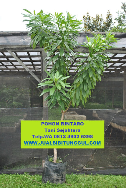 jual pohon bintaro di Bogor