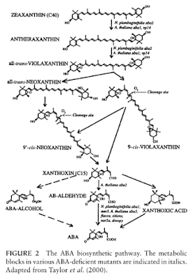the-ABA-biosinthesis-pathway