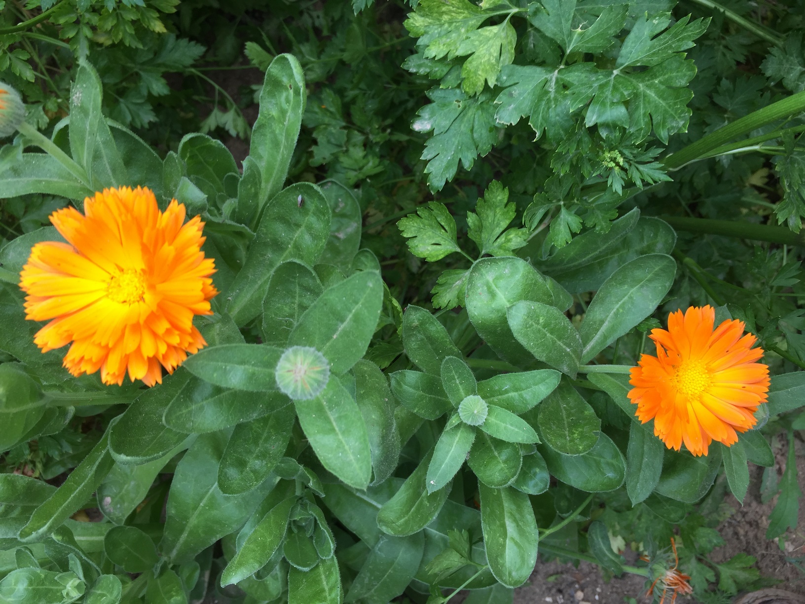 calendula is very adaptable and tolerates a variety of environments and now it's cultivated worldwide as a popular plant in home gardens as it attracts bees for pollination and keeps harmful insects away from other plants.