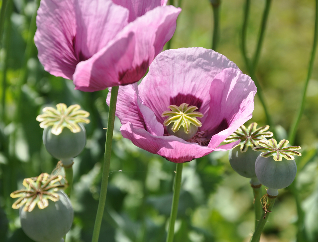 Mengenal Opium, Bunga Cantik yang Berbahaya dan Mematikan