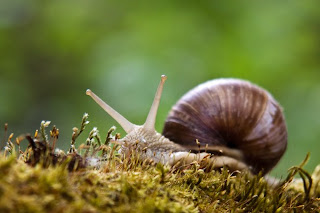 Vinbergsnegle. Foto: Lars Østbye Hemsing