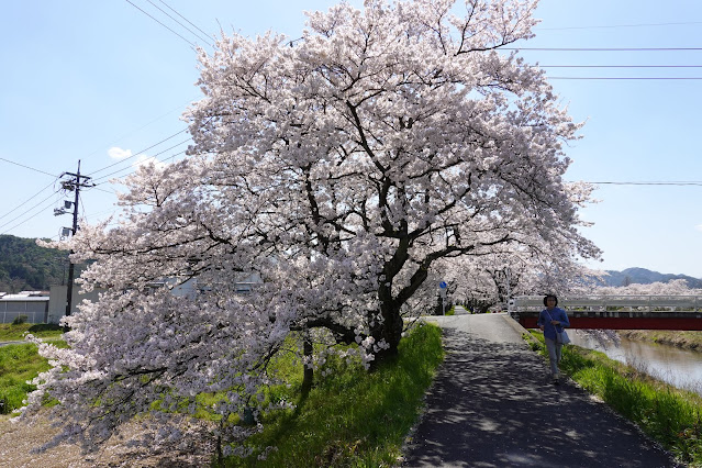 法勝寺川桜並木道　ソメイヨシノ桜