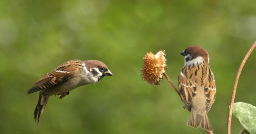 Gambar Rumah Burung Kartun. image gallery burung kartun 