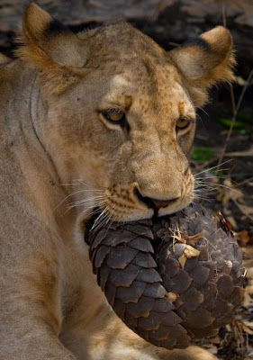 Lion Tries to Eat a Pangolin but Fails  Seen On  www.coolpicturegallery.us