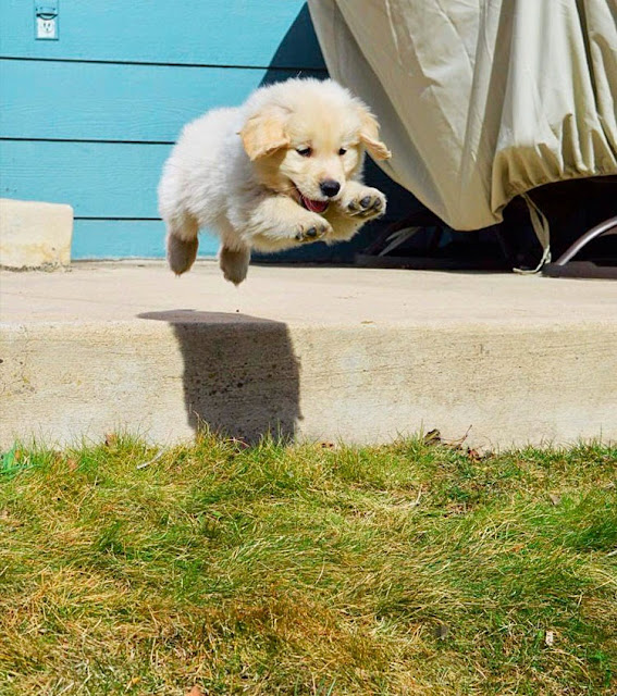 Flying Golden Retriever Puppy