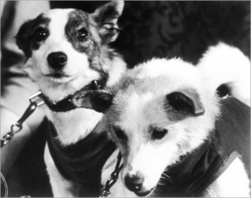 Animals in Space Seen On www.coolpicturegallery.us