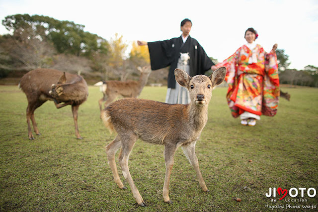 奈良の鹿と前撮りロケーション撮影