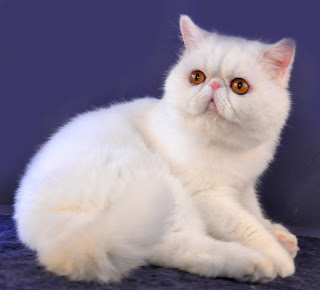 SALMON PETSHOP Warna Rambut Kucing