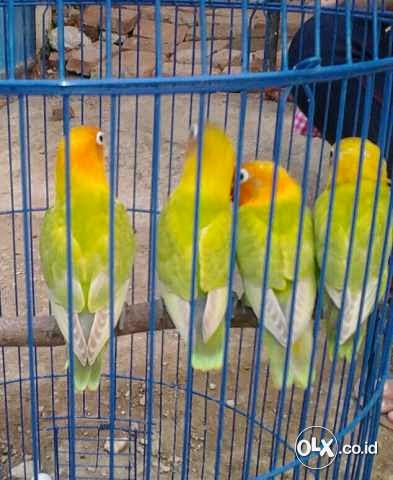 Jual LoveBird Kepala Emas Harga Cuma 300rb Burung 9