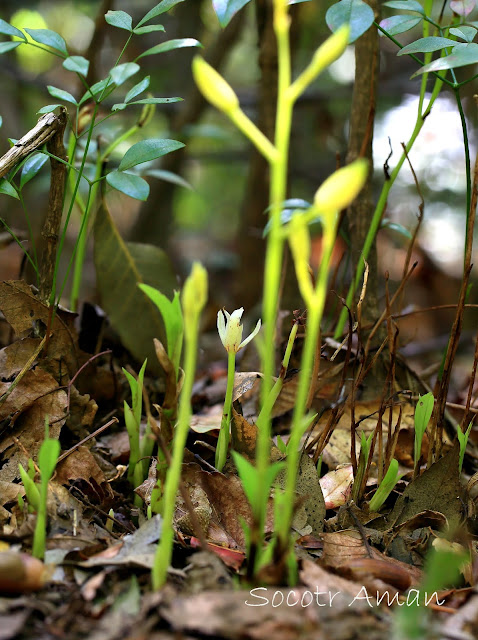 Cymbidium nipponicum