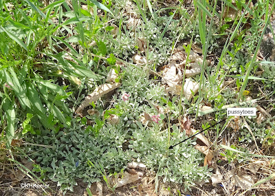 pussytoes, Antennaria