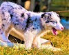 Australian Dog Heeler Breed