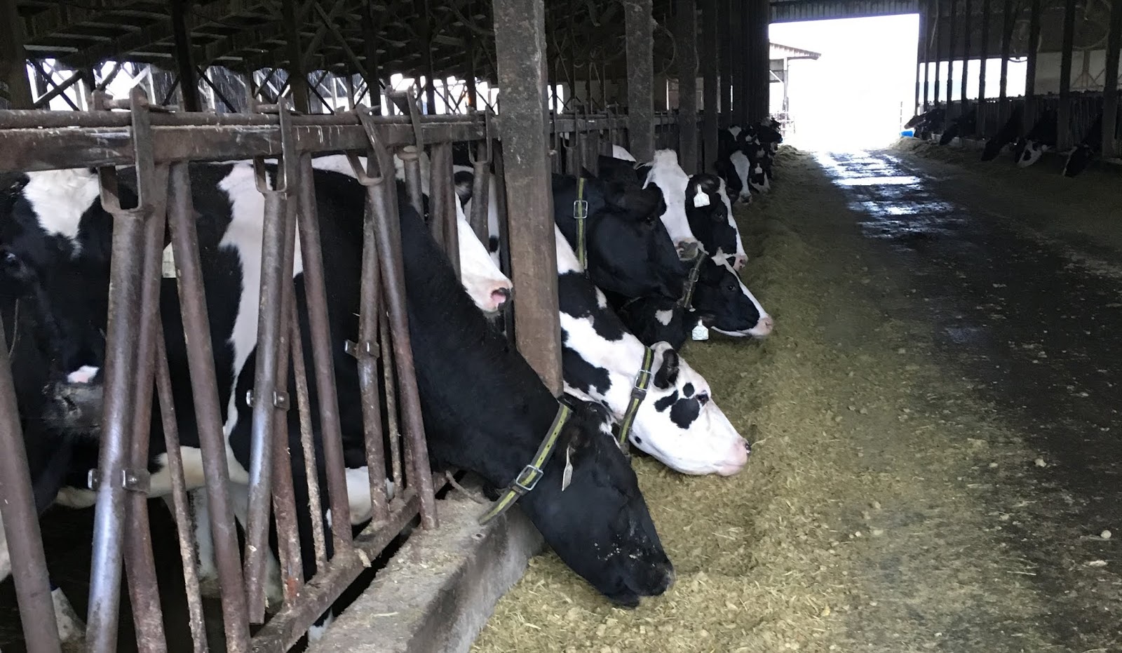 Wsda Agbriefs Keeping Cow Poop Out Of The Water