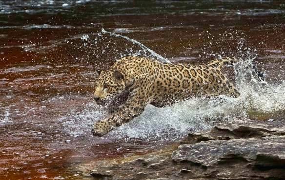 AMAZÔNIA | Featurette mostra como foi filmar na floresta.