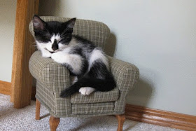 Funny cat pictures part 14, cat on sofa