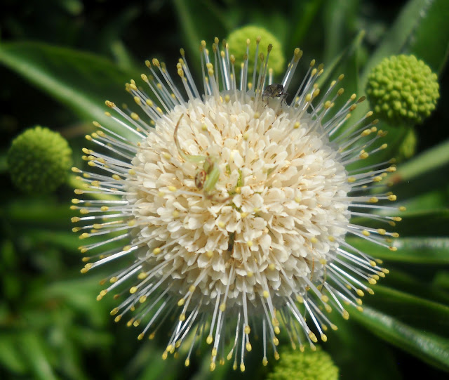 Crab Spider visiting Buttonbush flowers at White Rock Lake, Dallas, Texas