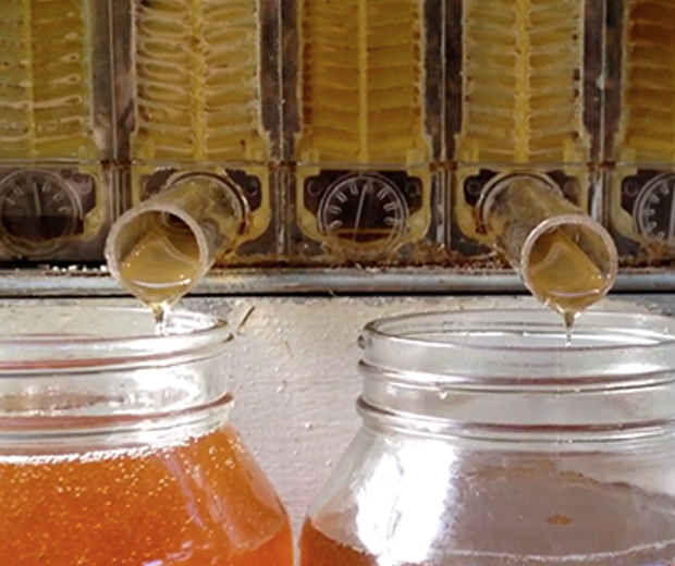 Flow Hive: Beehive Honey Tap