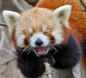 40 Adorable red panda pictures (40 pics), happy red panda laughing
