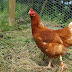 Cara Beternak Ayam Petelur Supaya Cepat Bertelur Dan Produktif