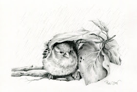 06-The-bird-in-the-rain-Pencil-Drawings-Pina-Muscas-www-designstack-co