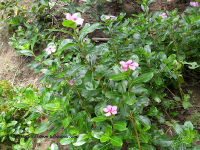 Rose periwinkle - Catharanthus roseus