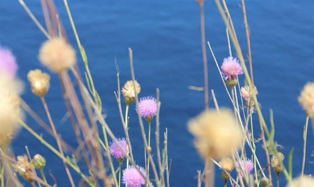 flores en Far de cavalleria, formentera