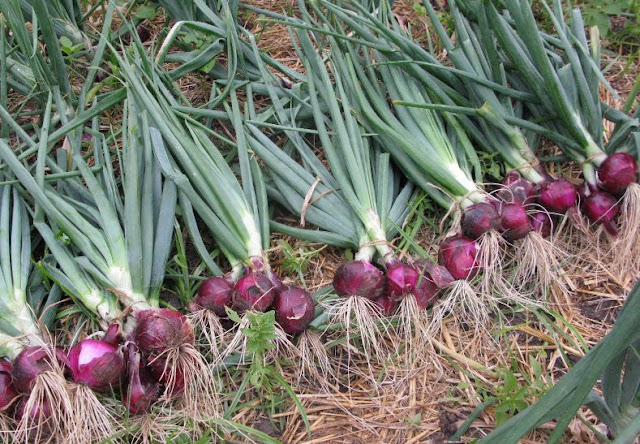 Cara Menanam Bawang Merah