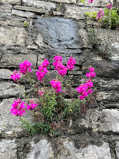 Snapdragons in Bergamo grow readily in the cracks of walls.