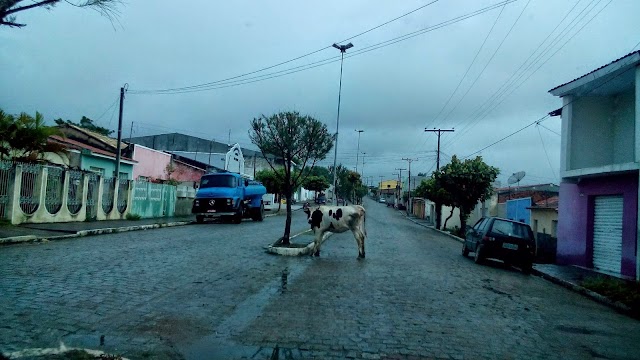 Animais soltos em via pública