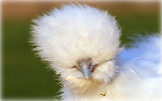 Home Pets - The Silkie Chickens 