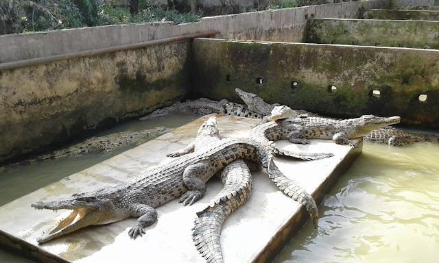 Penangkaran Buaya Asam Kumbang Medan 