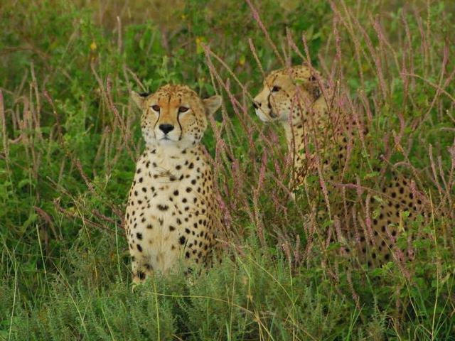 African Cheetah