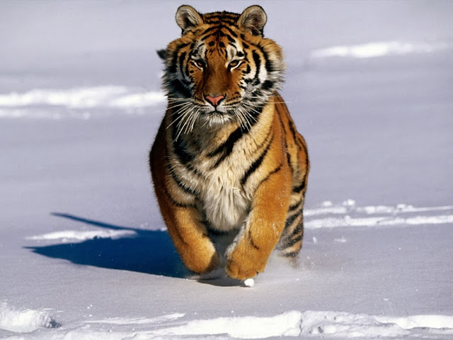 Best Tiger HD Wallpaper Free