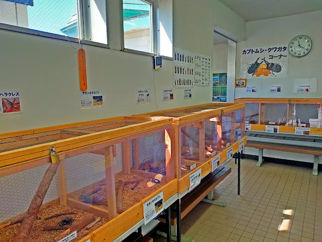 Inside Hakodate Tropical Botanical Garden's Tropical Greenhouse
