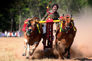 Karapan sapi cow racing