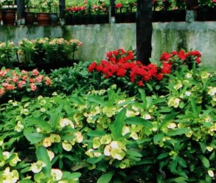 Euphorbia, ngetren di Thailand, baru hijrah ke Indonesia