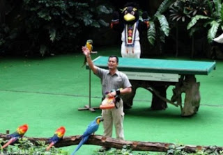 Tempat Wisata Di Singapore, Jurong Bird Park 4