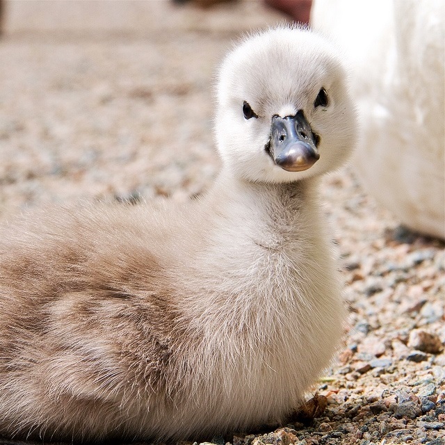 cute animal babies