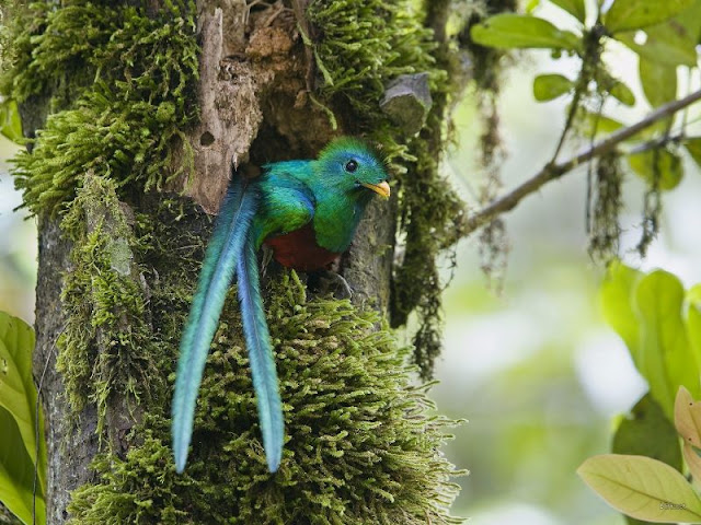 quetzal